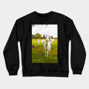 Domestic goats on green pasture Crewneck Sweatshirt